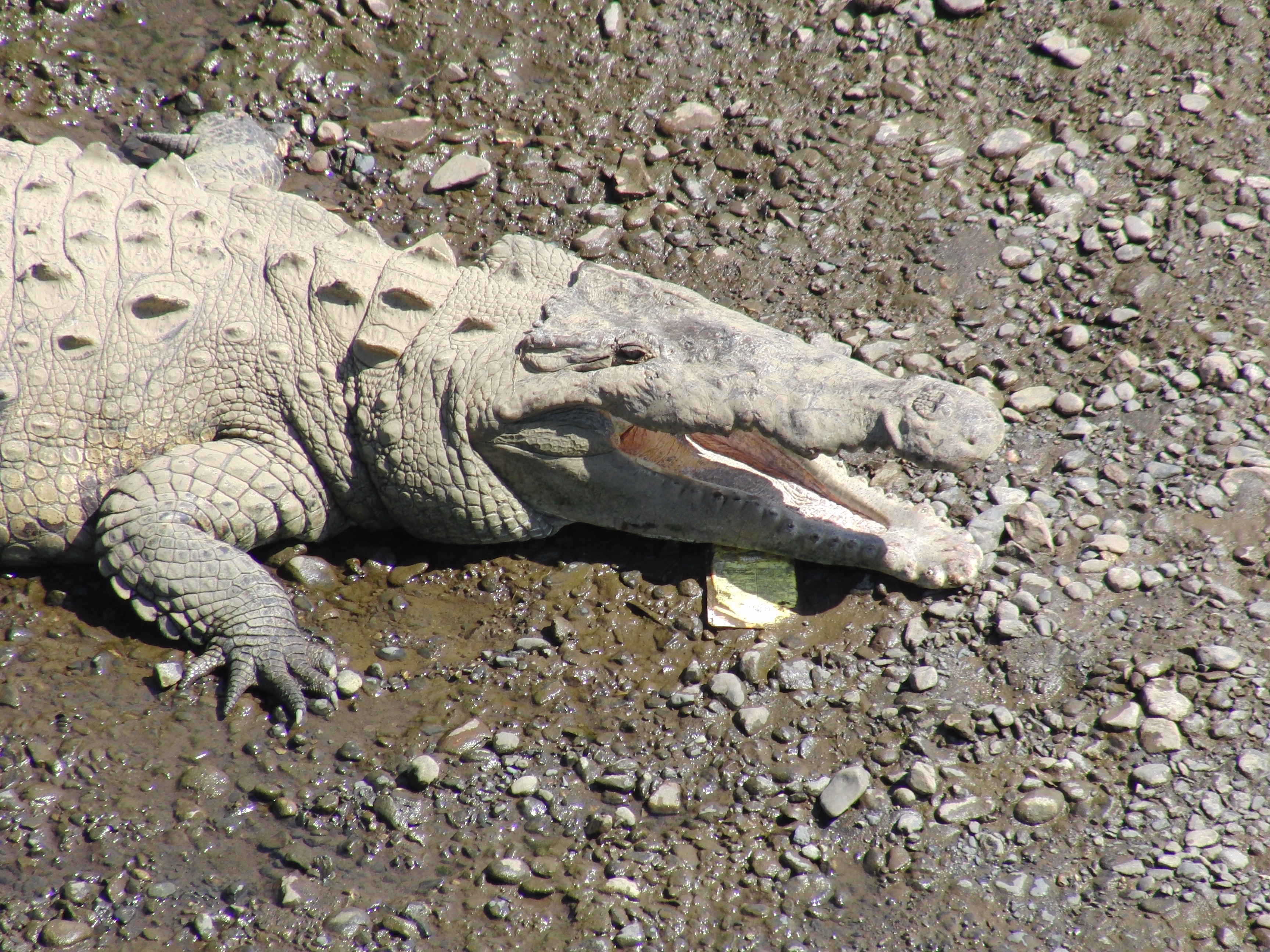 Croc
