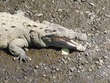 Croc
