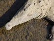 Croc