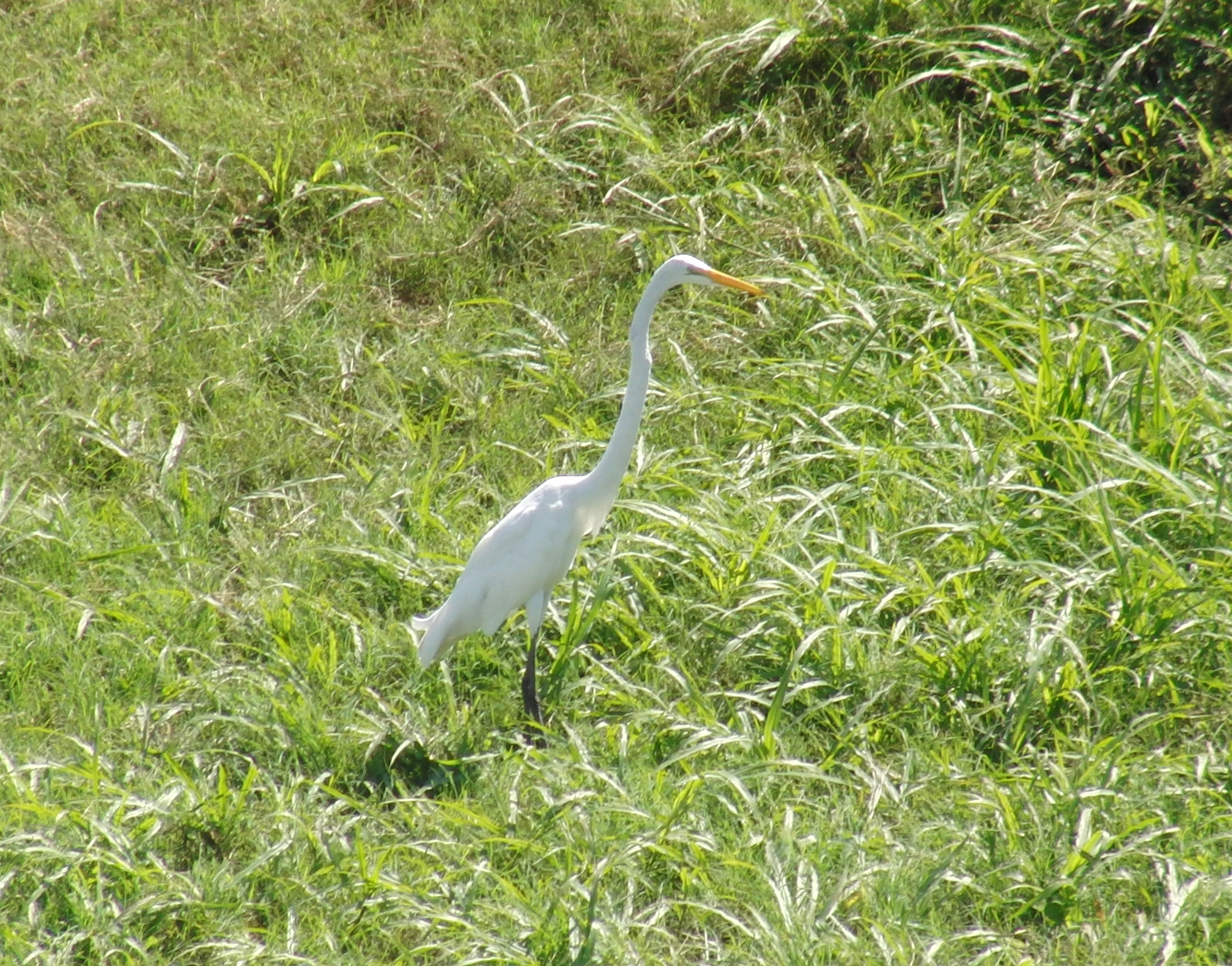 Great white egret