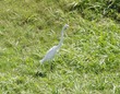Great white egret