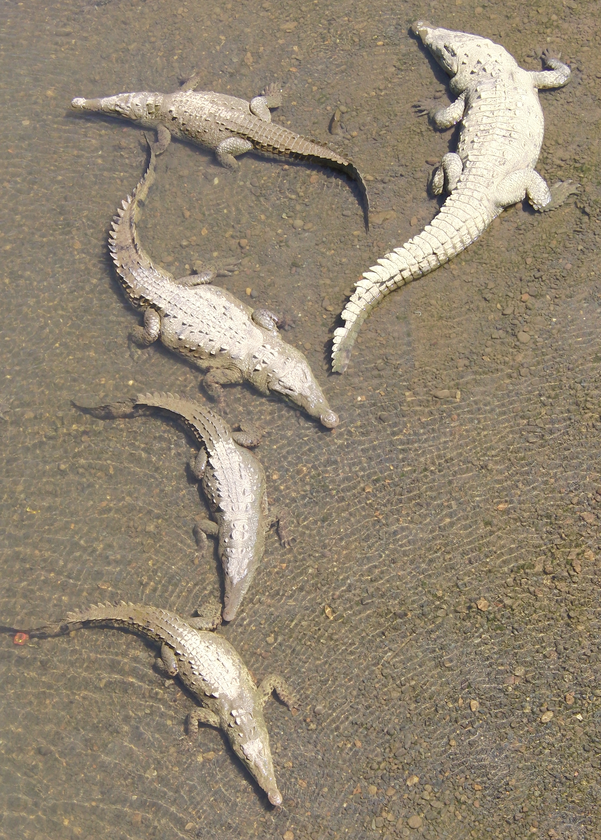 Crocs