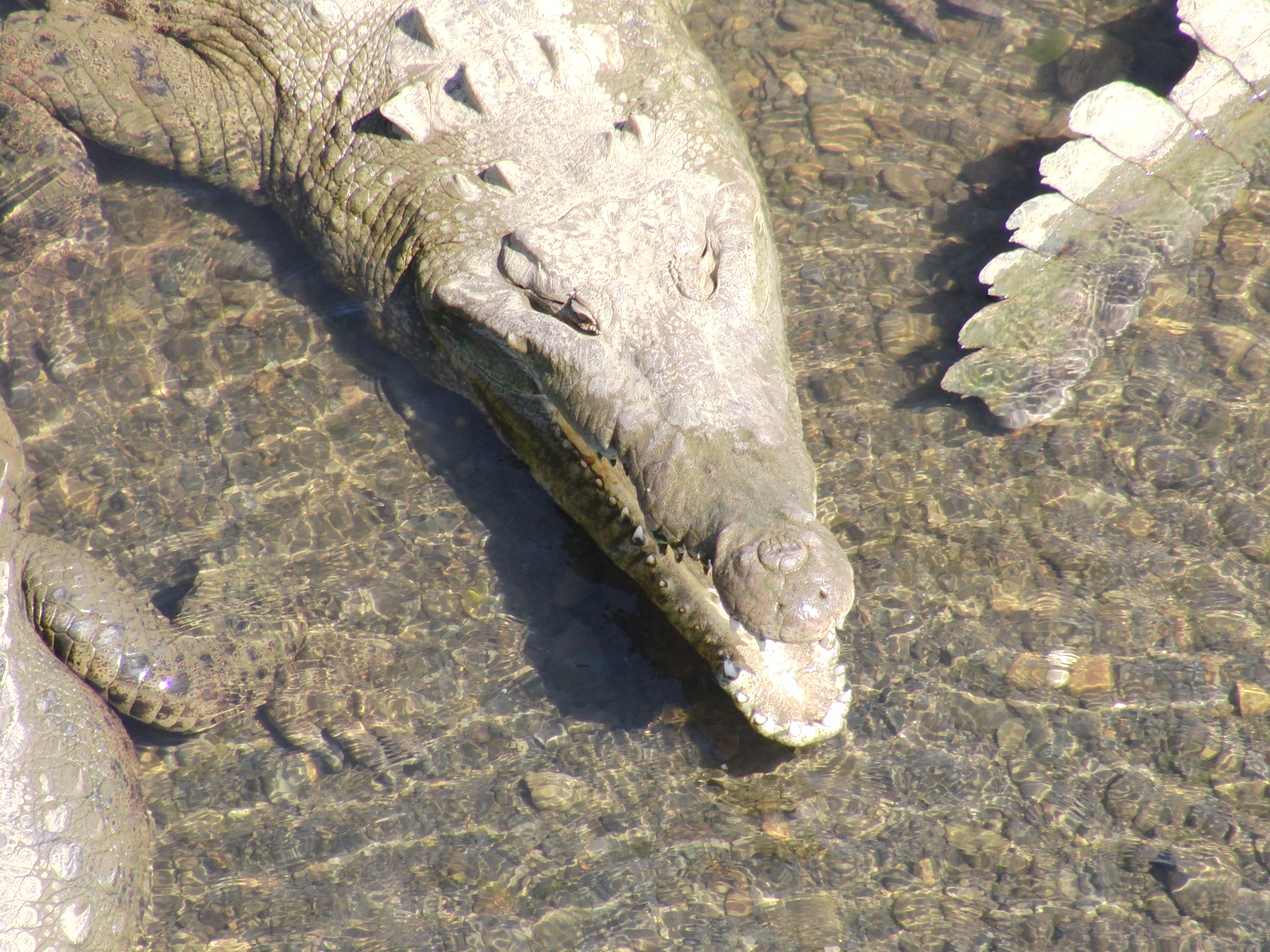 Croc