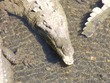 Croc