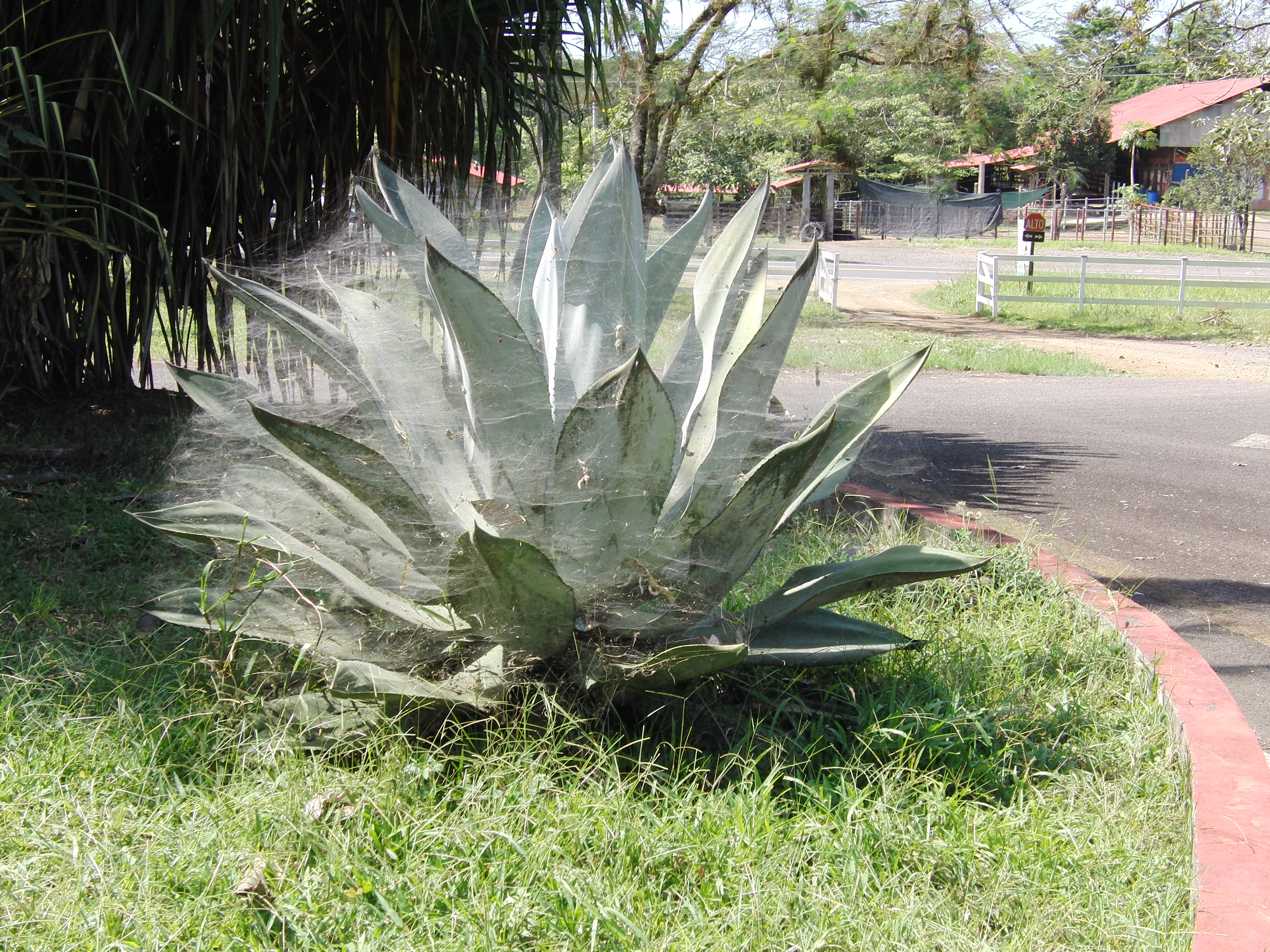 Web-covered cactus