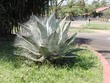 Web-covered cactus