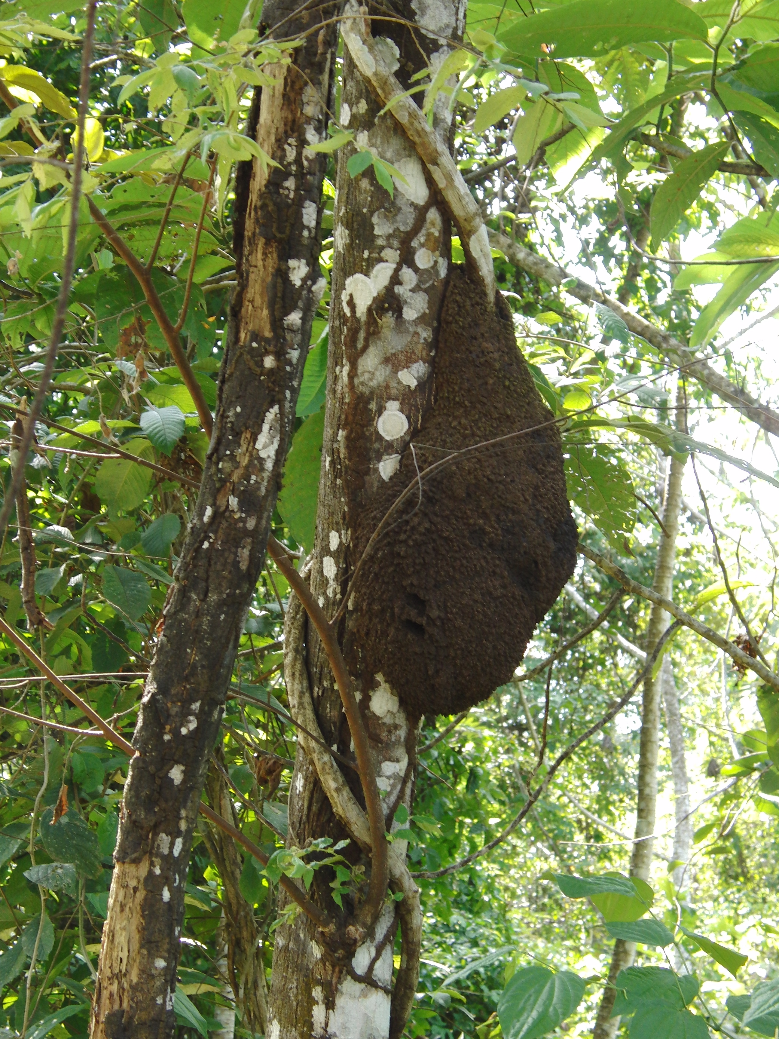 Termite nest