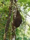 Termite nest
