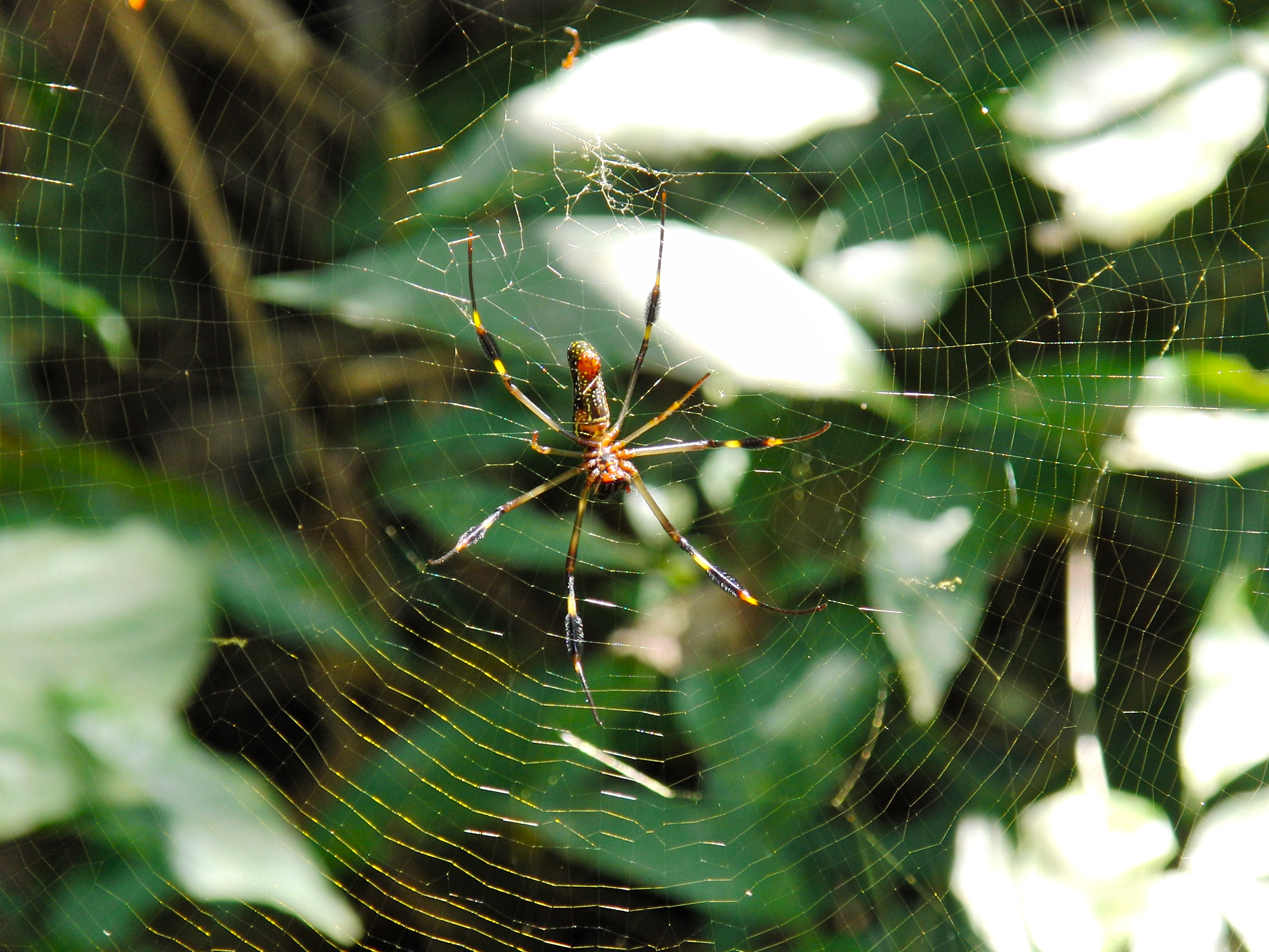 Spider