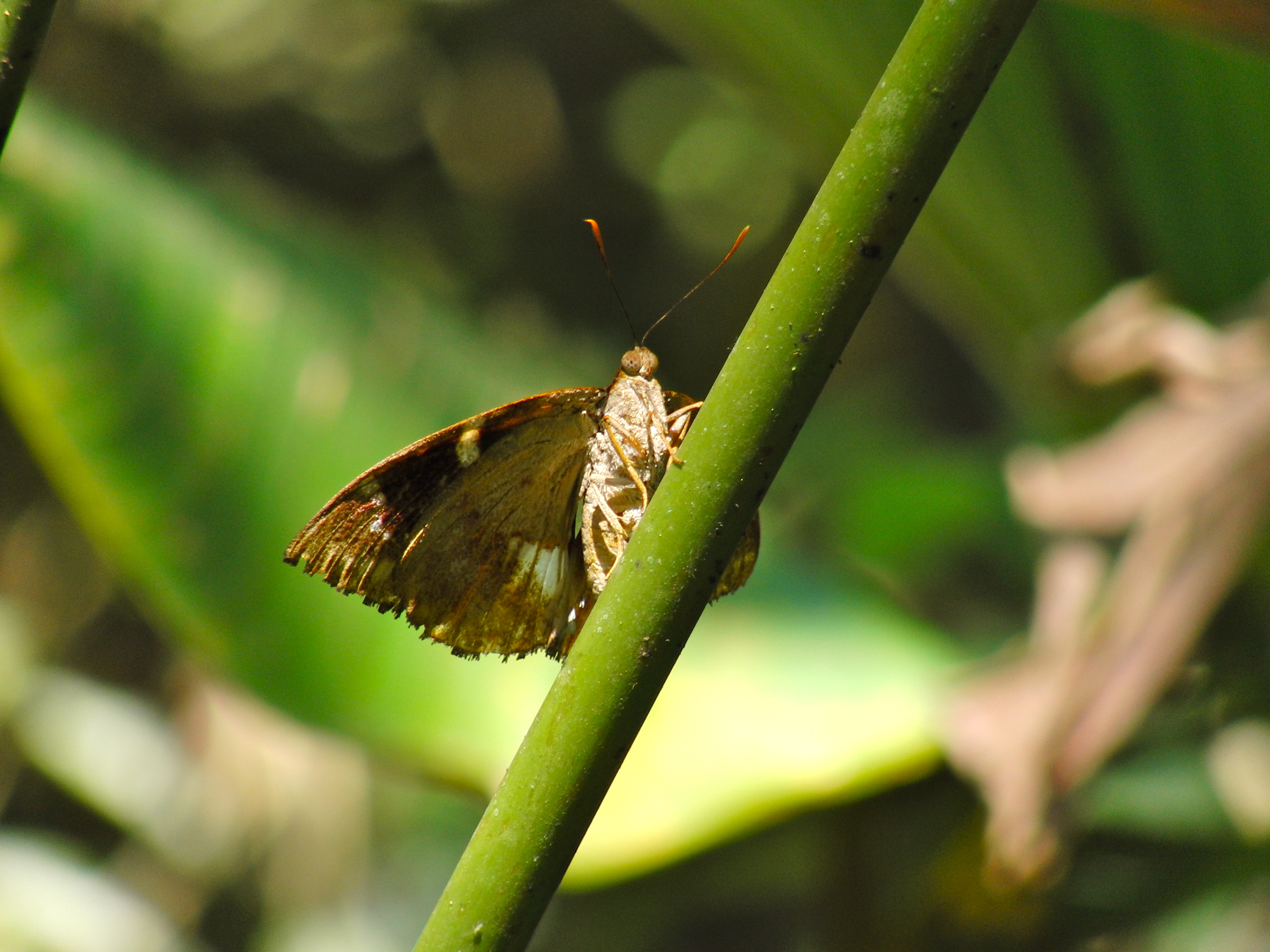 Moth