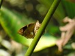 Moth
