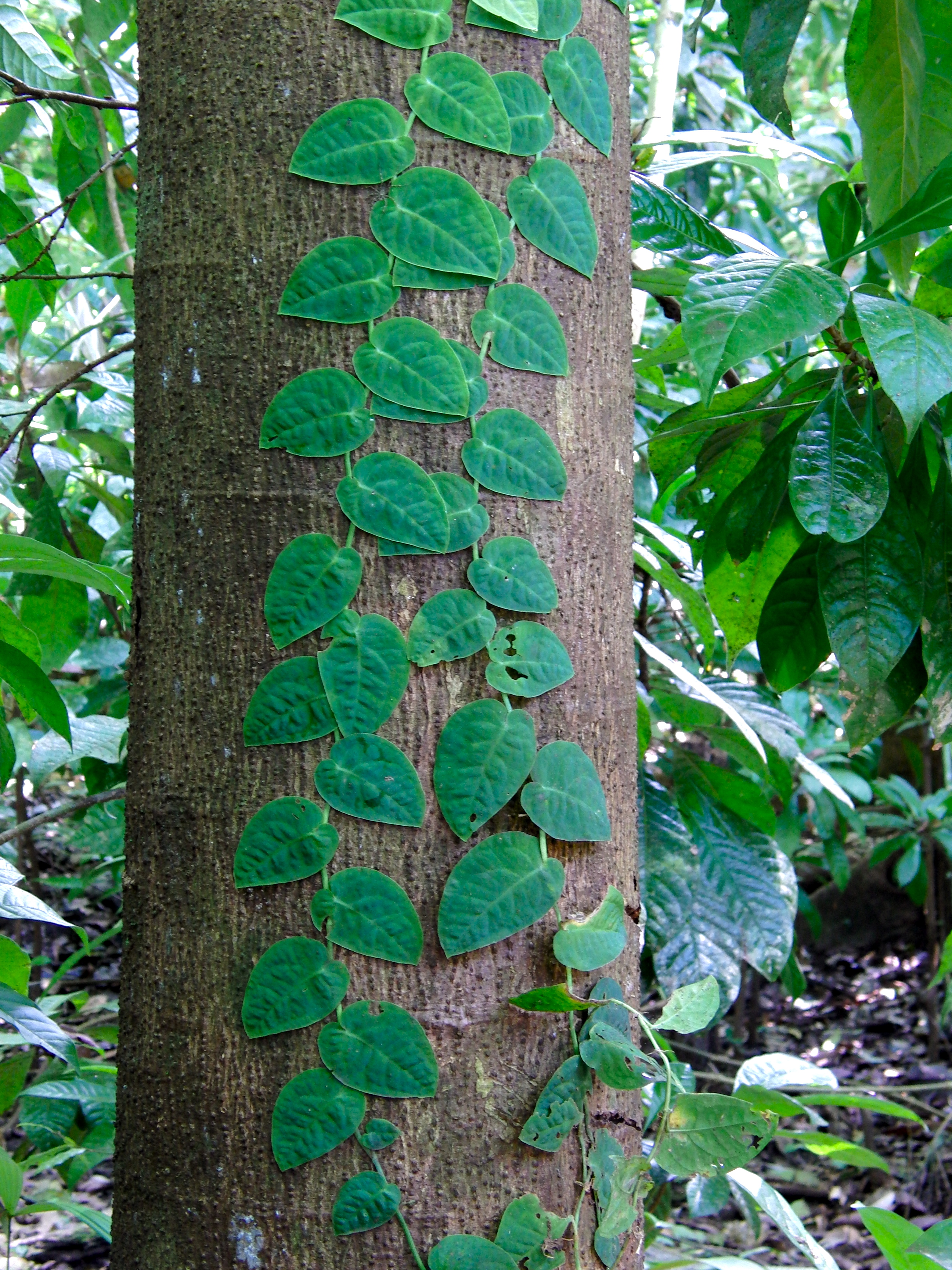 Ivy
