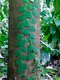 Ivy