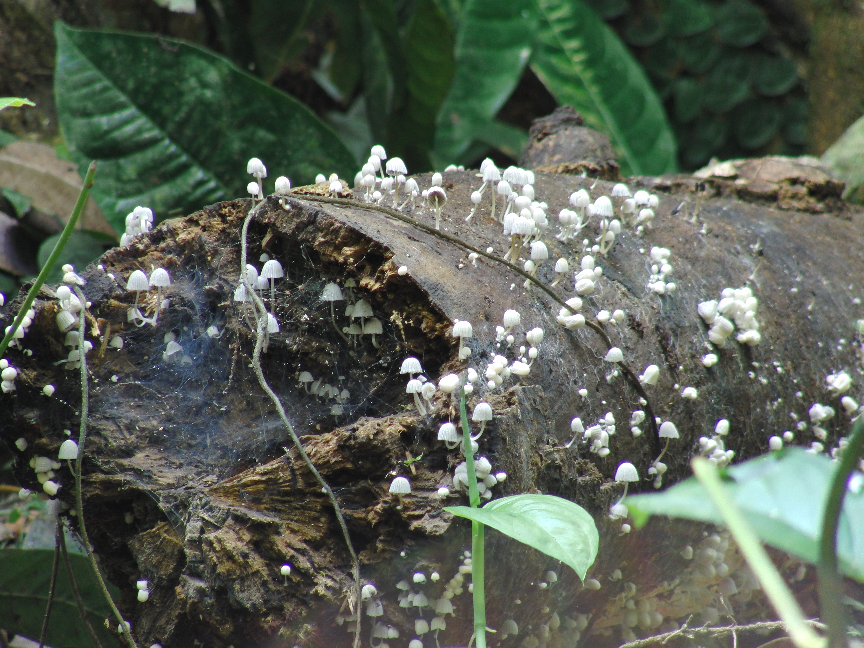 Mushrooms