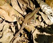 Iguana