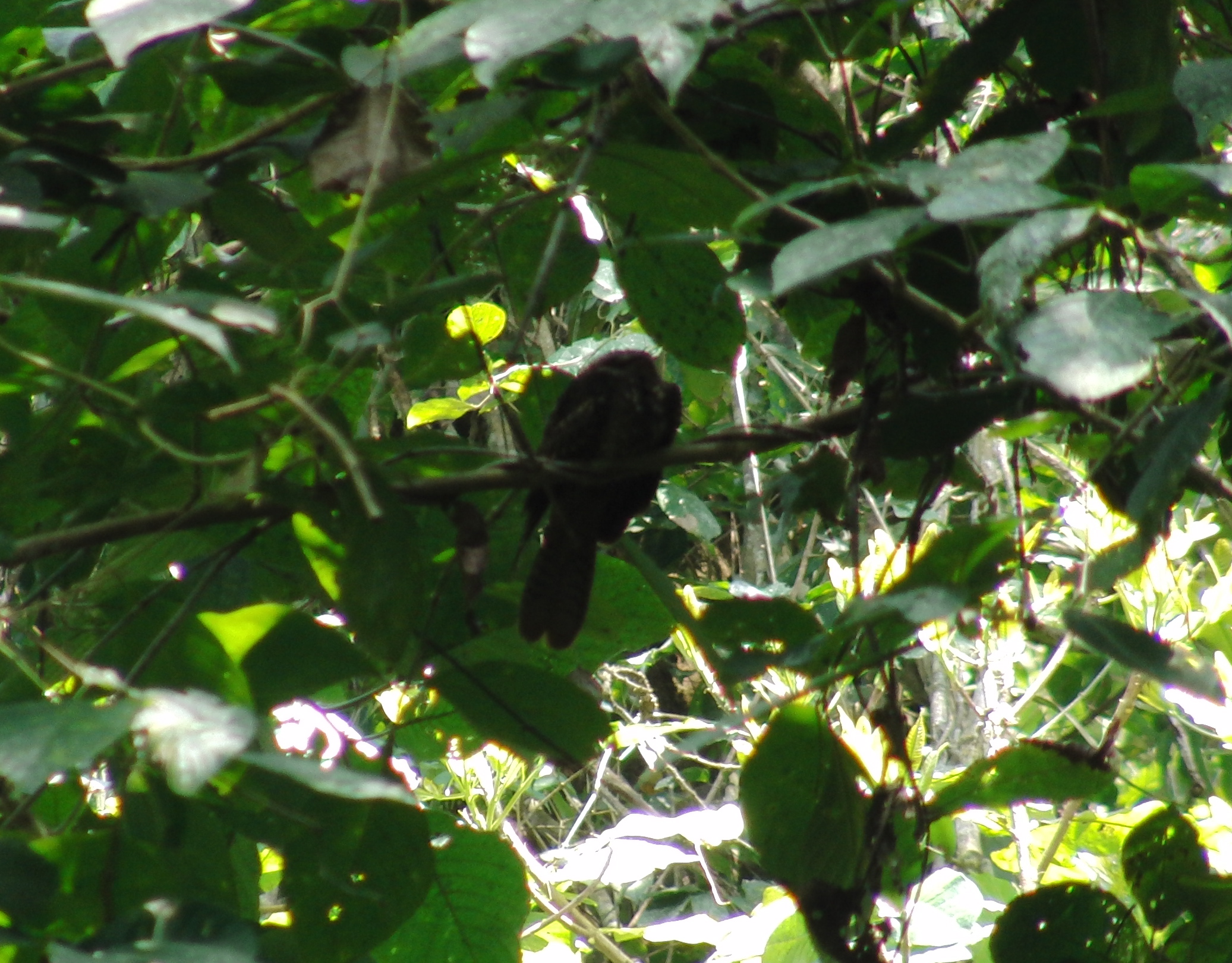 Anyone know what bird this is?