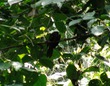 Anyone know what bird this is?