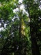 Up the forest