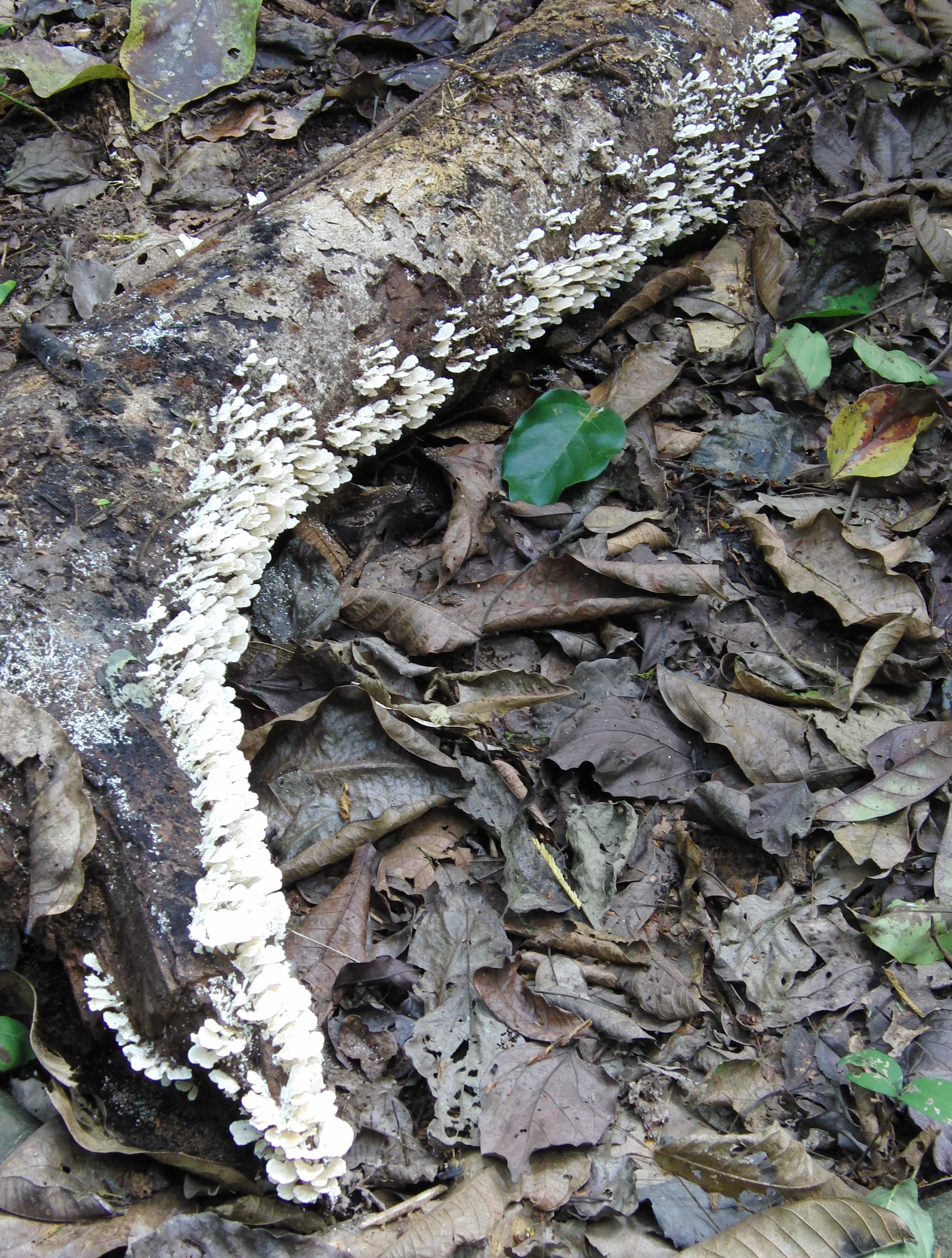 Fungus