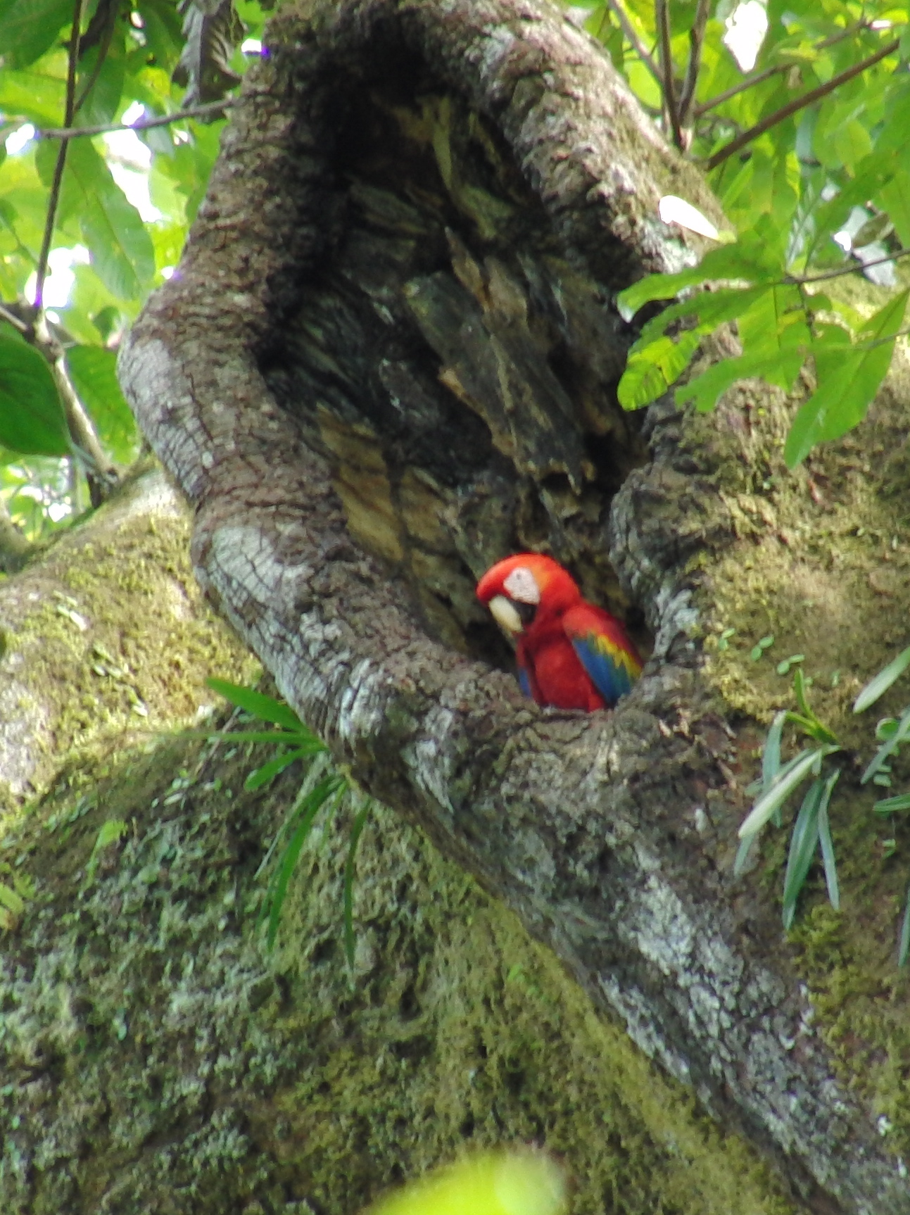 Scarlet macaw