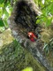 Scarlet macaw