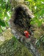 Scarlet macaw