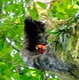 Scarlet macaw