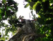 Scarlet macaw