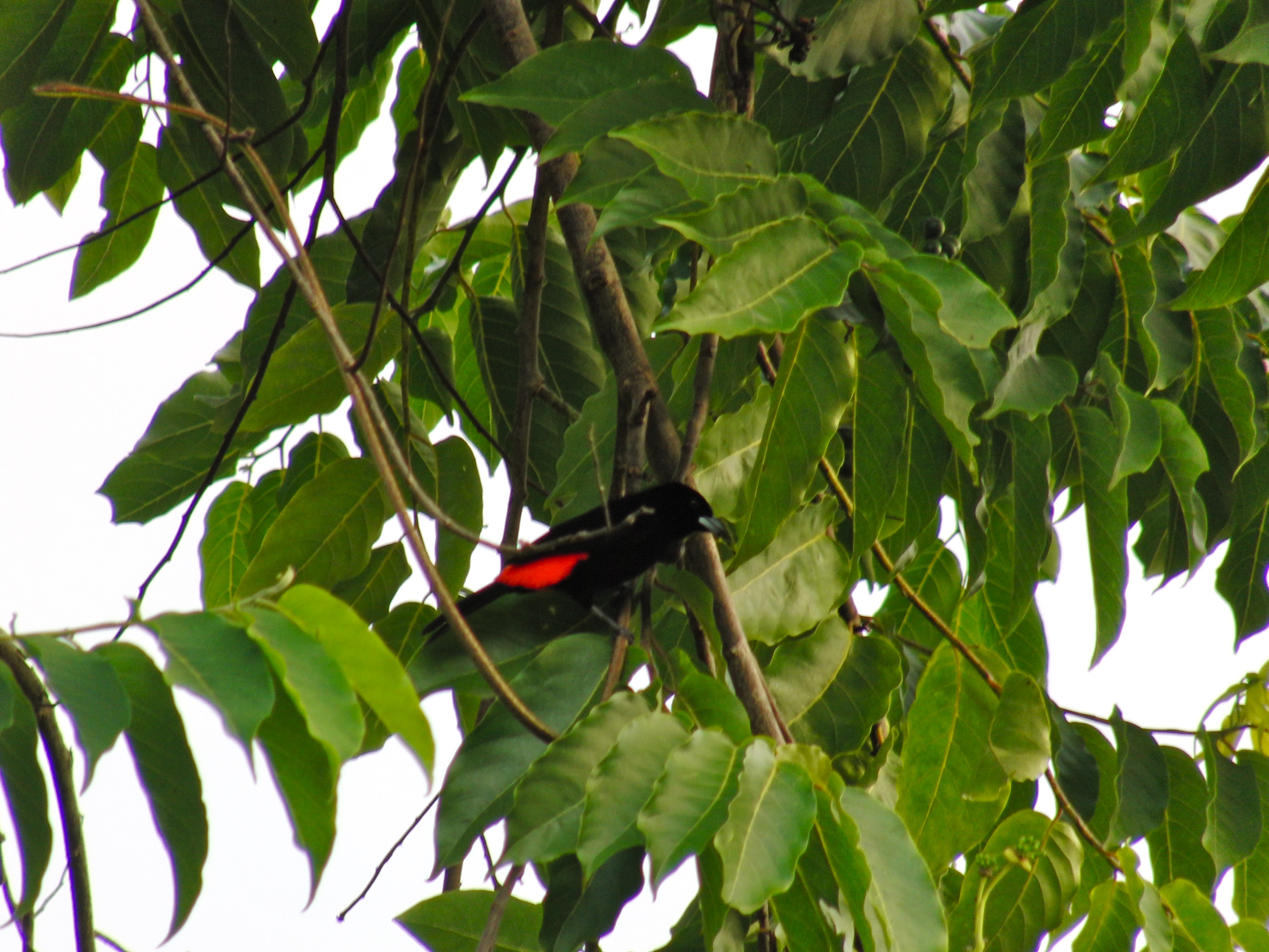 Cherrie's Tanager