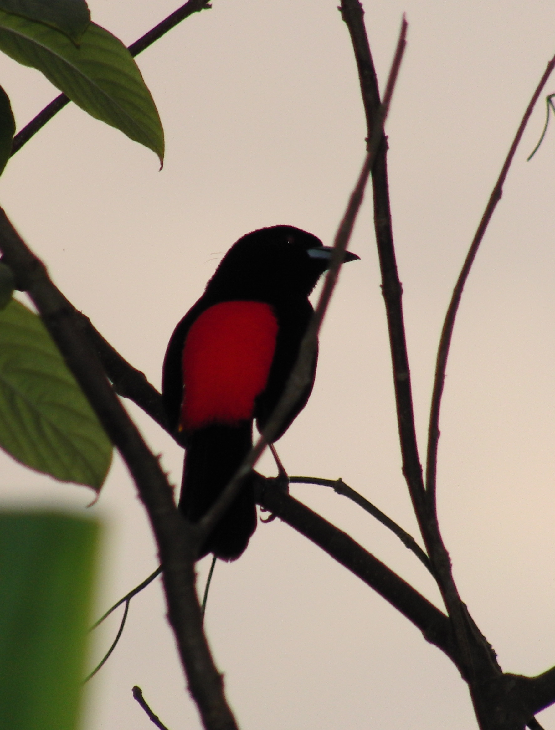 Cherrie's Tanager