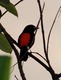 Cherrie's Tanager