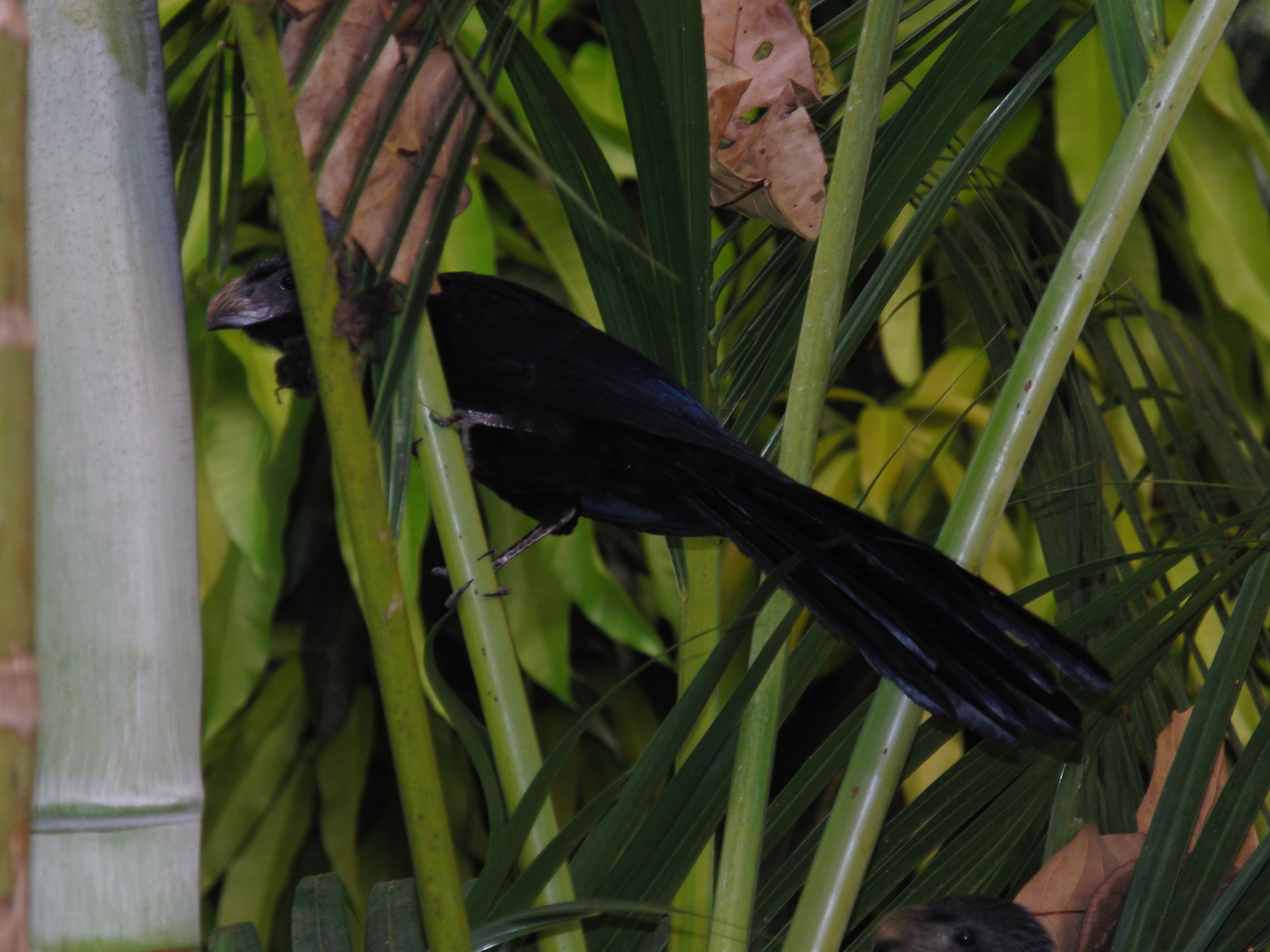 Boat-tail Grackle