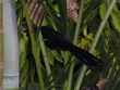 Boat-tail Grackle