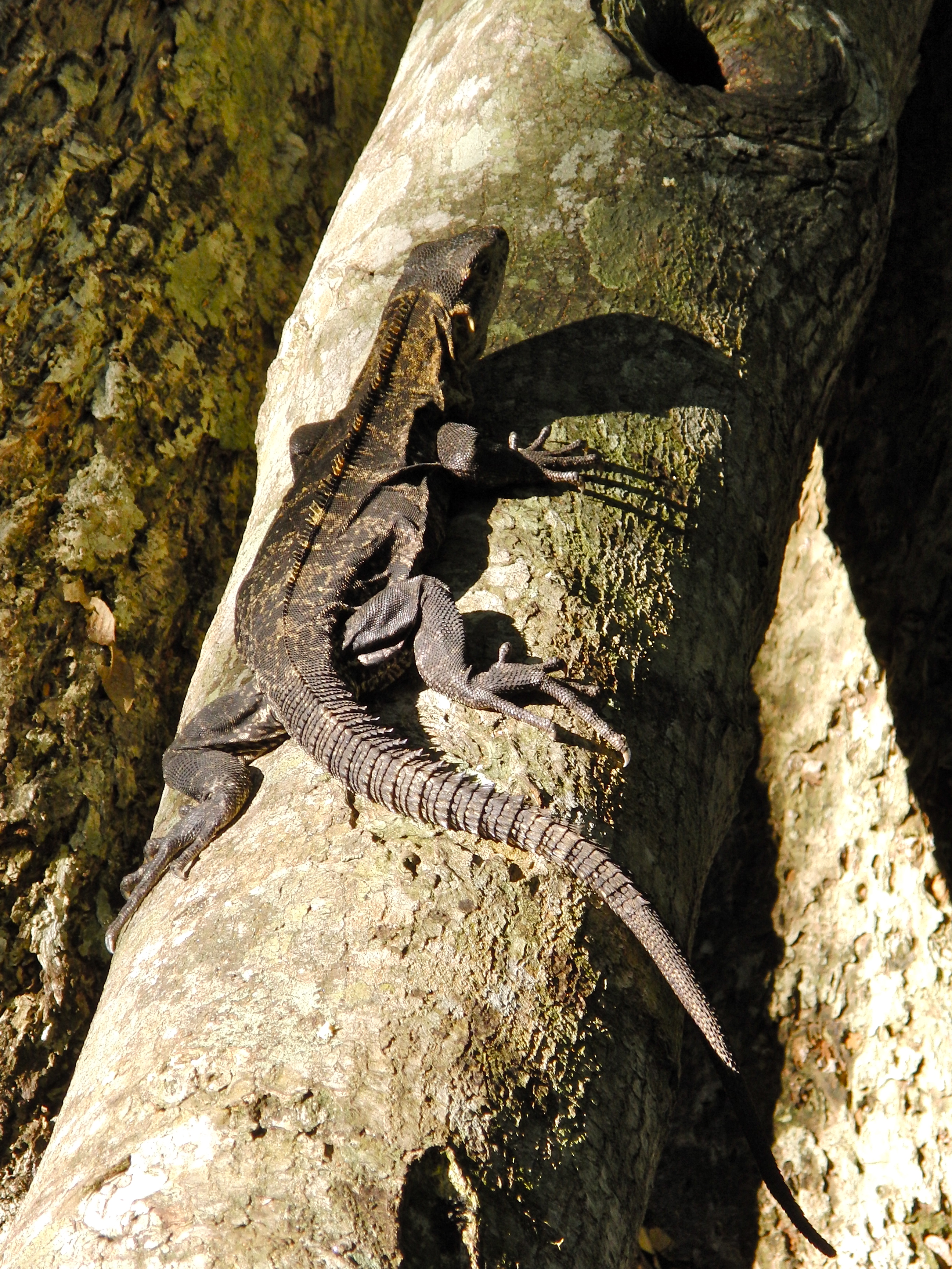 Iguana