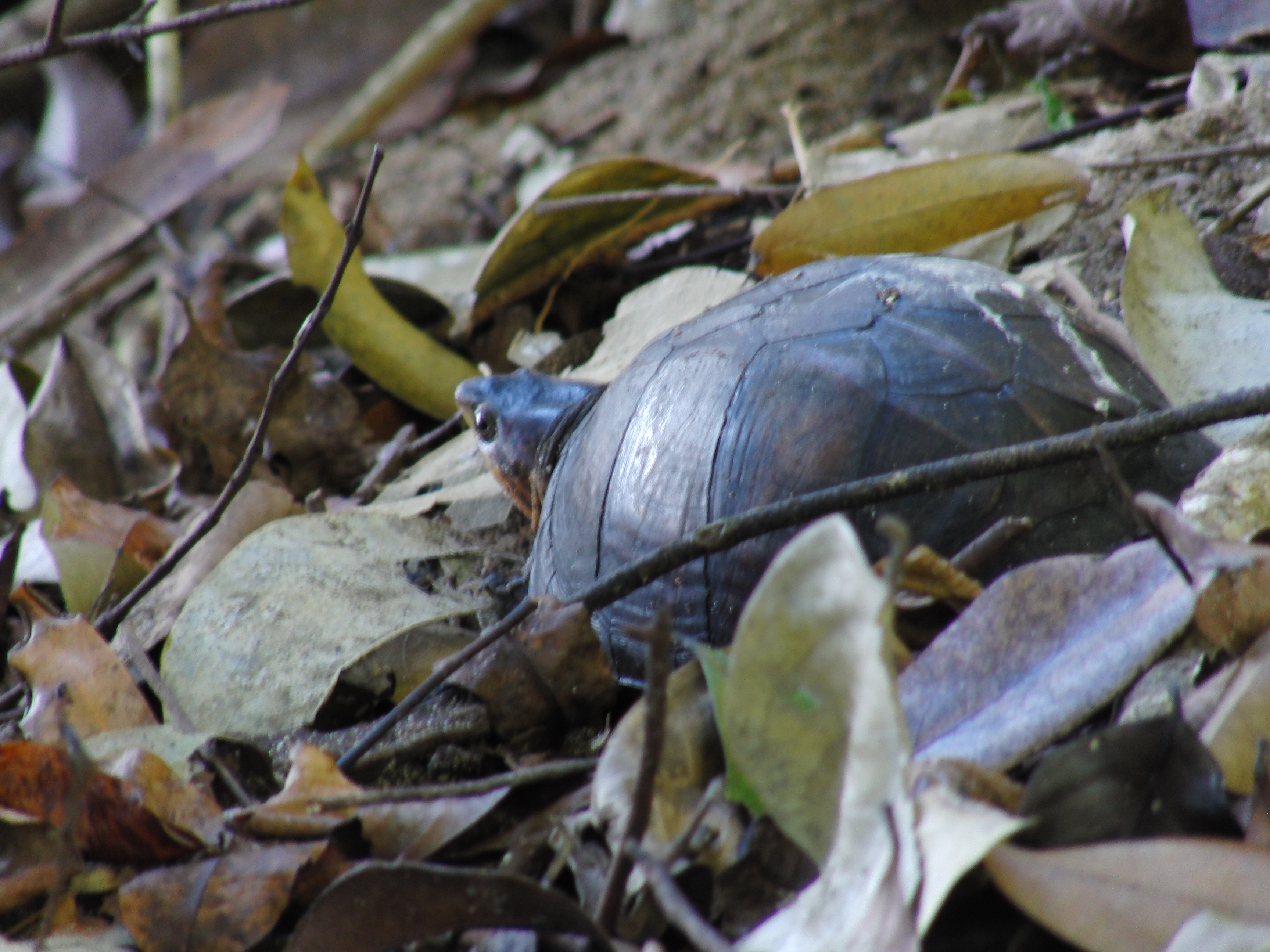 Turtle