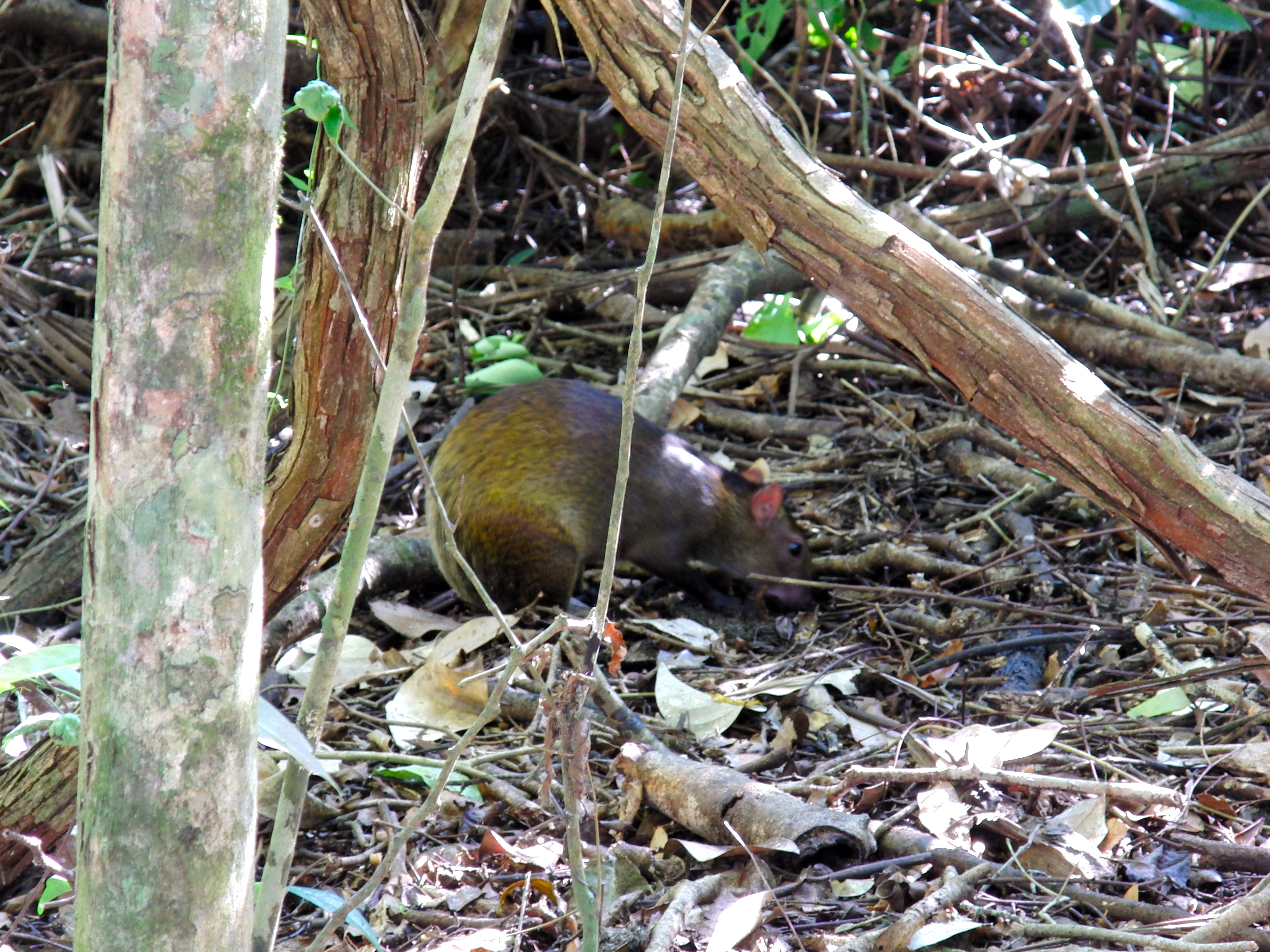 Agouti