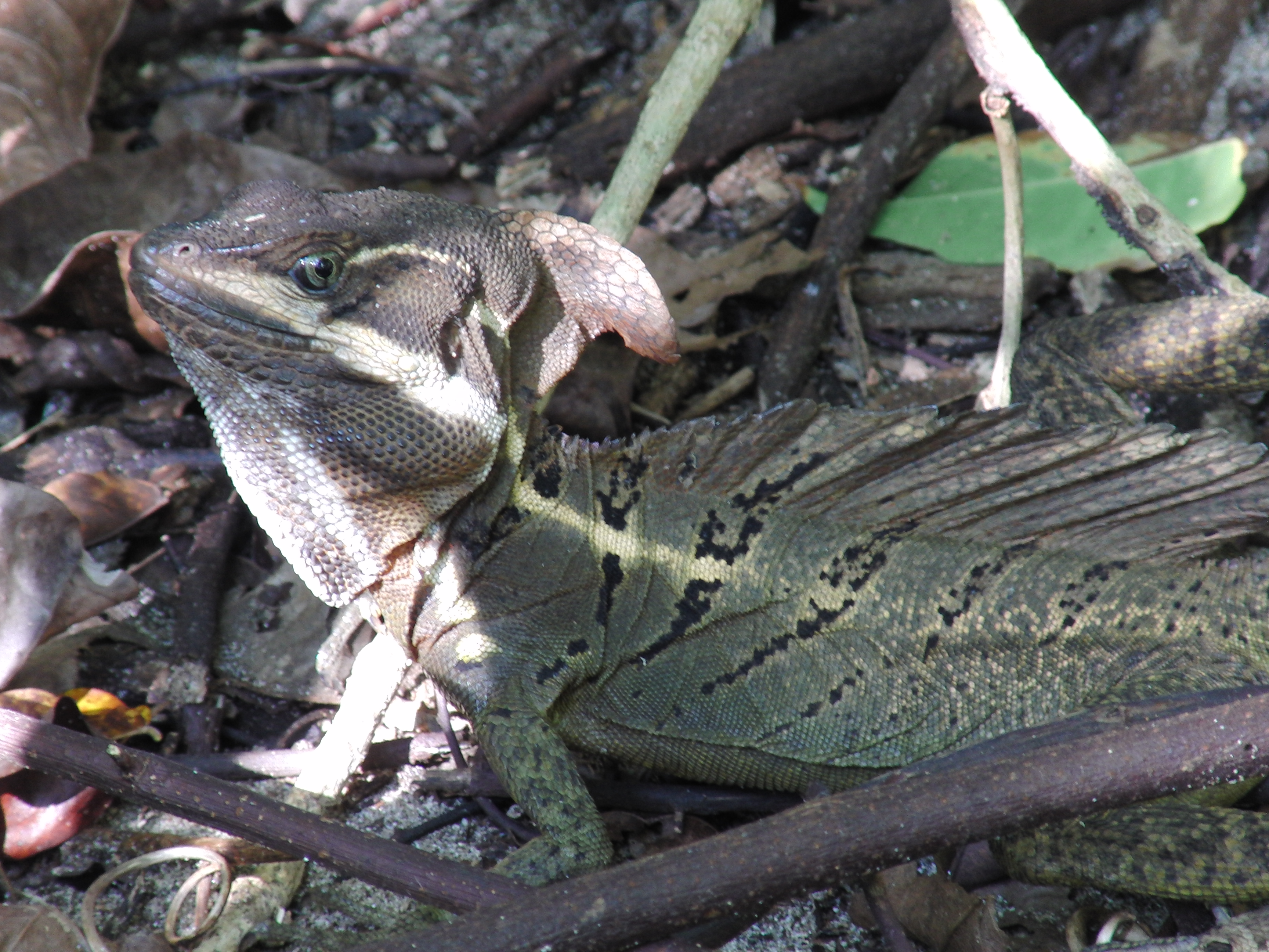 Basilisk