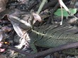 Basilisk