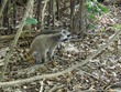 Raccoons