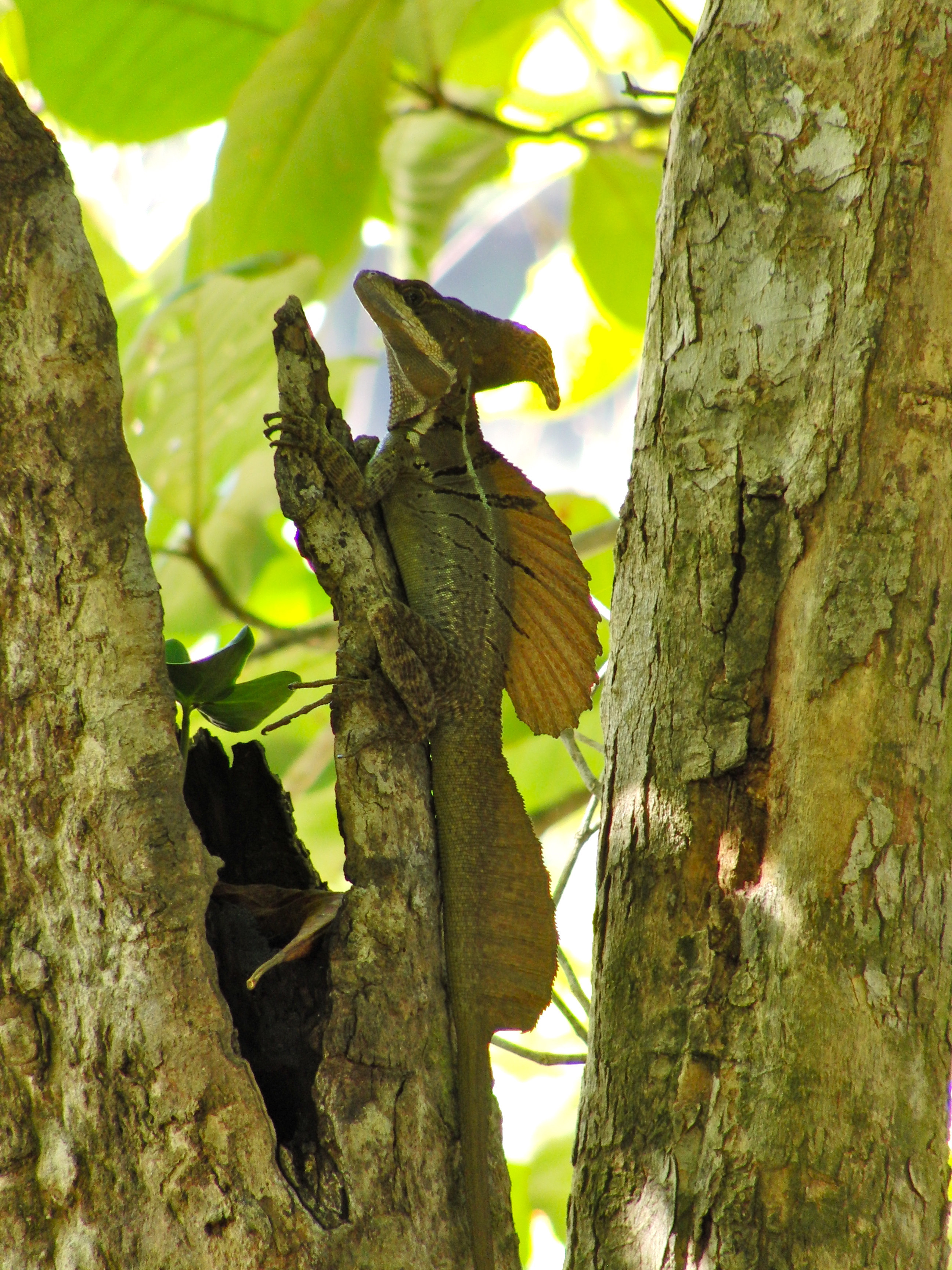 Basilisk
