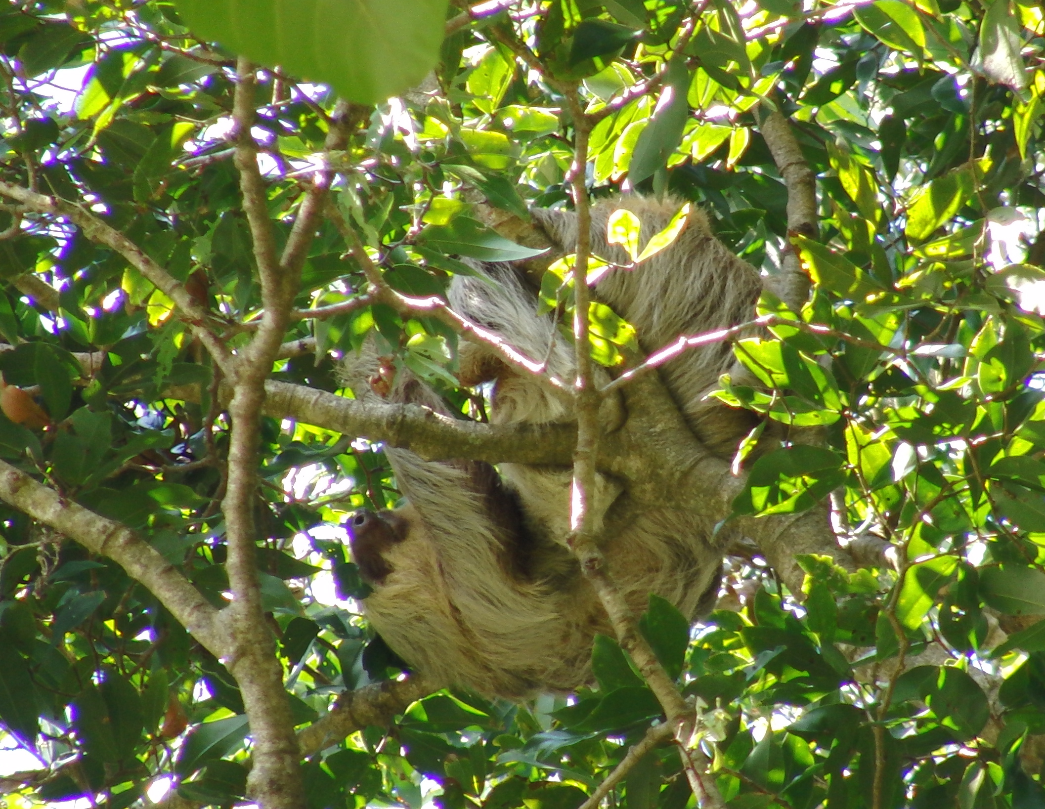 Sloth