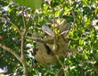 Sloth