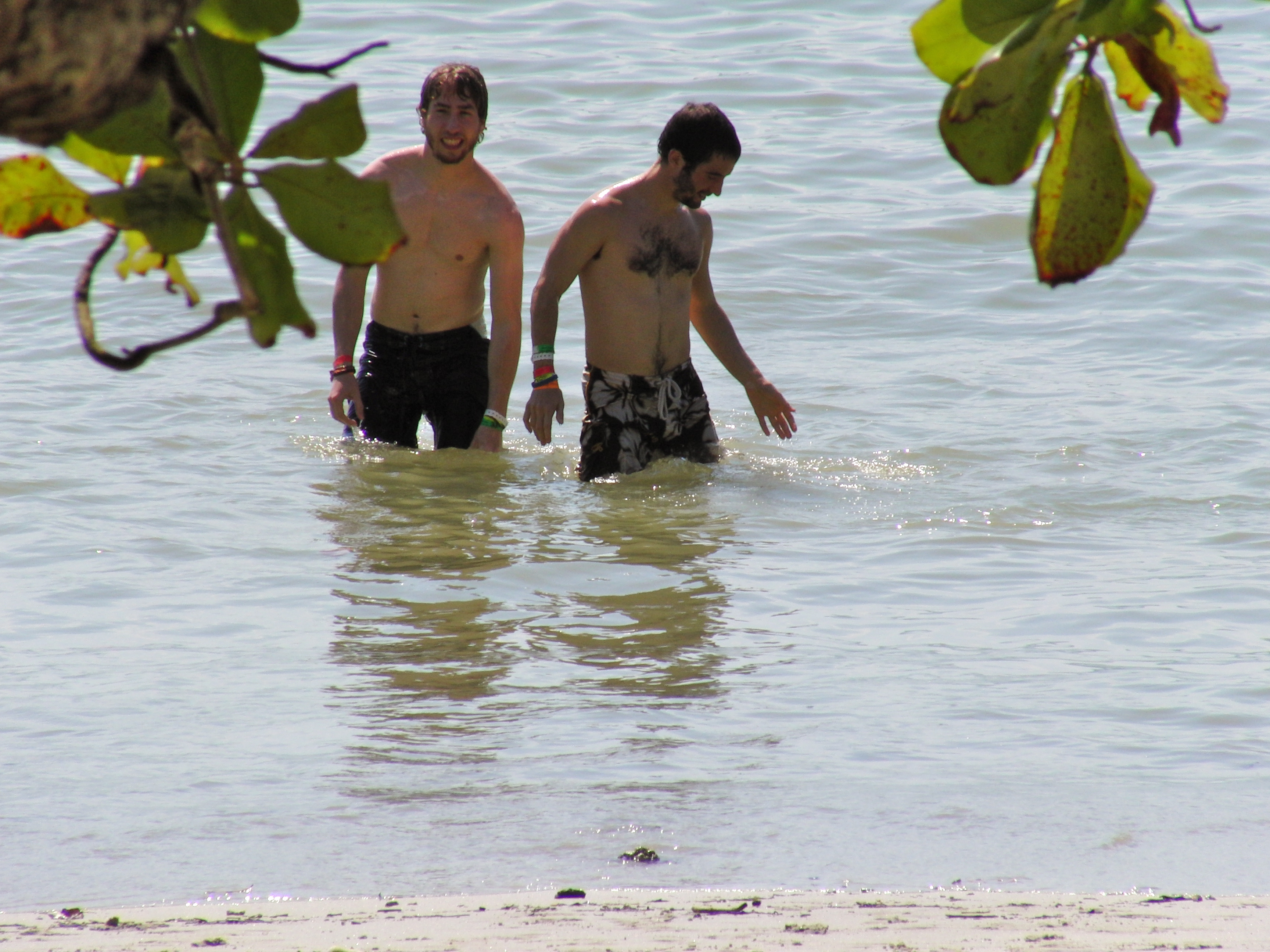 David & Ross