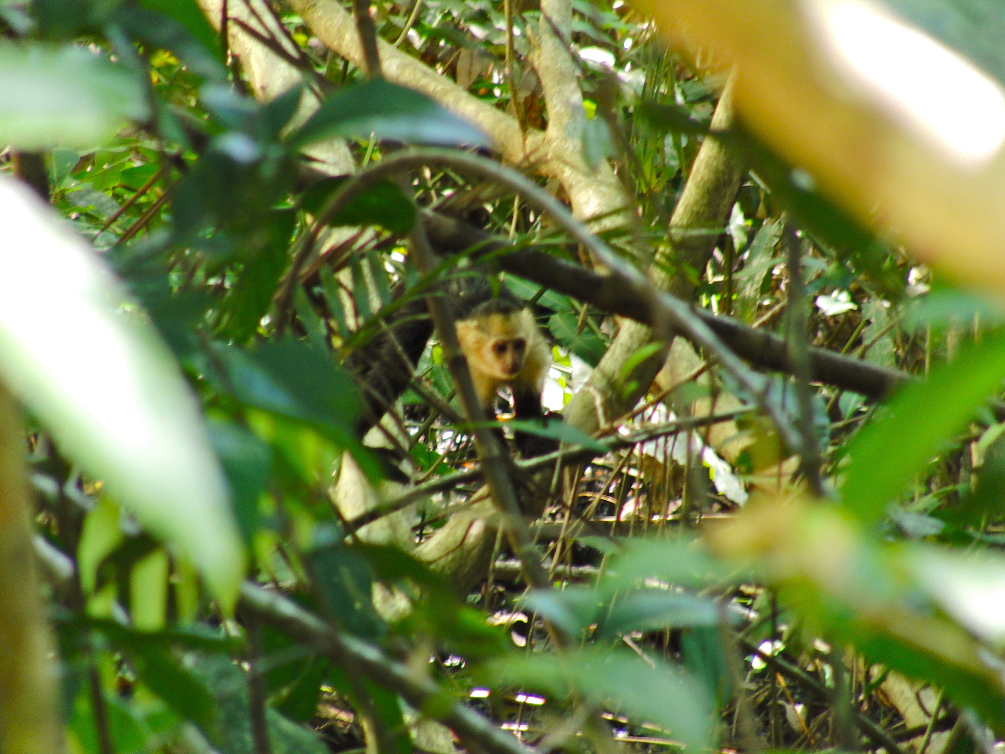 Capuchin