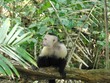 Capuchin