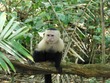 Capuchin