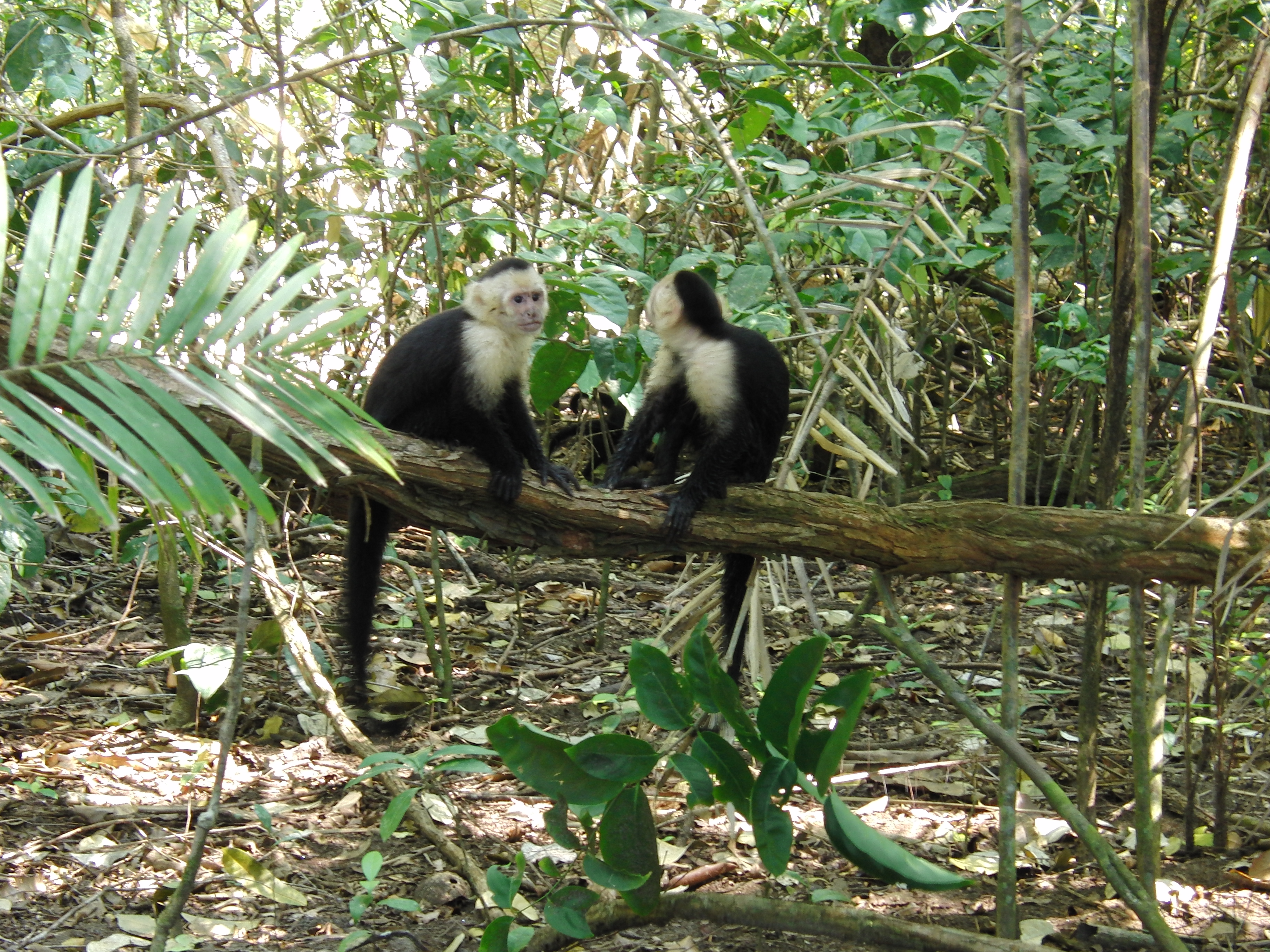 Capuchins
