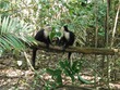 Capuchins