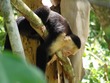 Capuchin