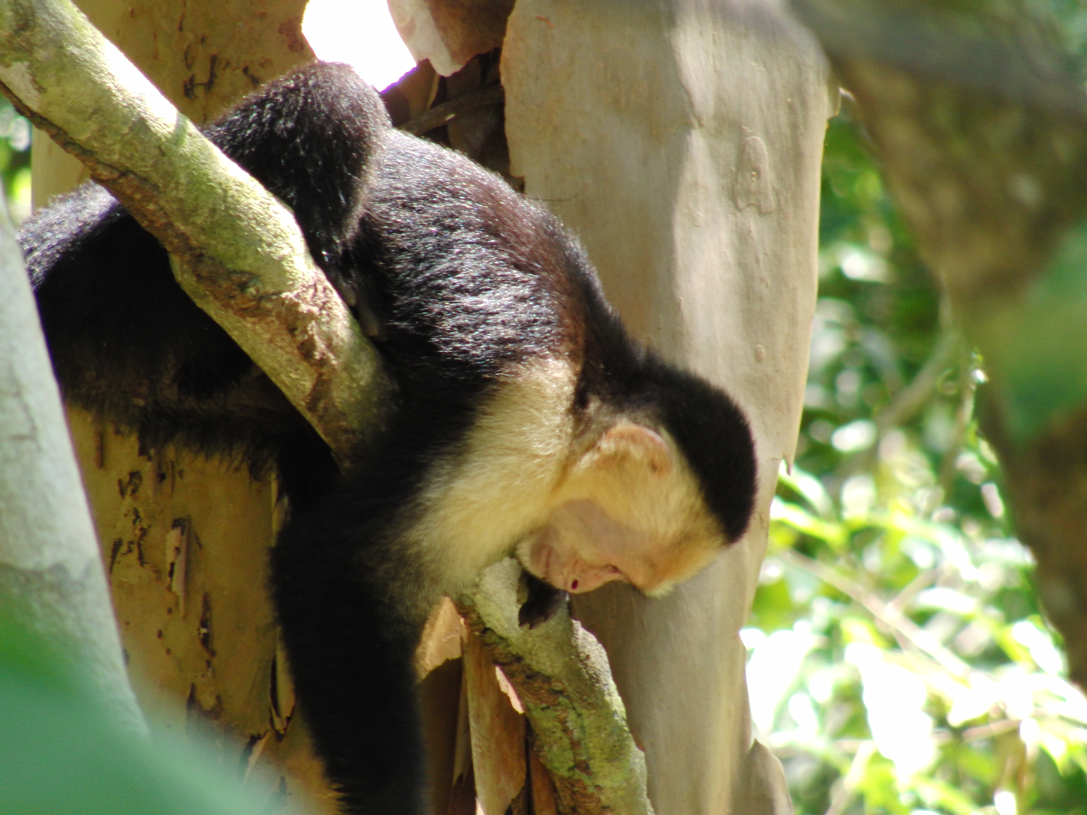 Capuchin